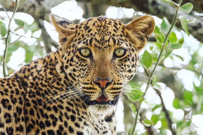 Tarangire National Park 1 Day Trip